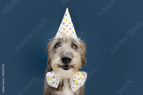 Happy purebreed dog celebrating birthday or carnival wearing party hat and bowtie. Isolated on blue background.