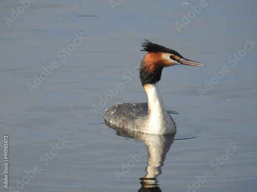 grebe