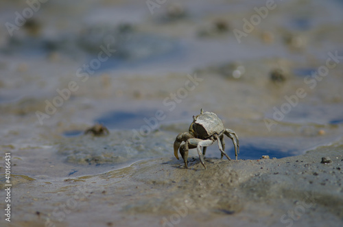 Tunnelling mud crab Austrohelice crassa. Hoopers Inlet. Otago Peninsula. Otago. South Island. New Zealand.