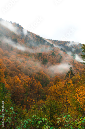Fototapeta Naklejka Na Ścianę i Meble -  Landscape photography of autumn trees with fog, as abstract texture (Seven Lakes) Bolu/ Turkey