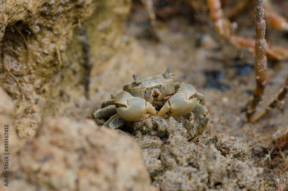 Tunnelling mud crab Austrohelice crassa feeding. Hoopers Inlet. Otago