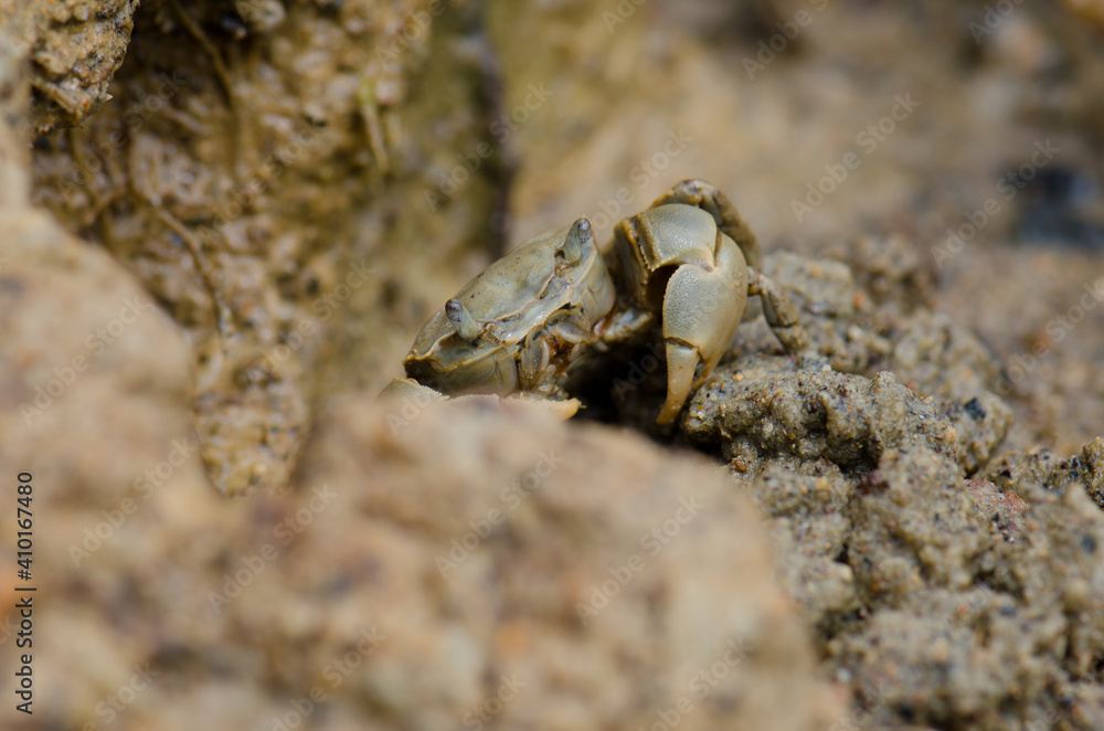 Tunnelling mud crab Austrohelice crassa. Hoopers Inlet. Otago Peninsula. Otago. South Island. New Zealand.