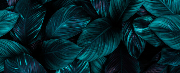 leaves of Spathiphyllum cannifolium, abstract green texture, nature background, tropical leaf