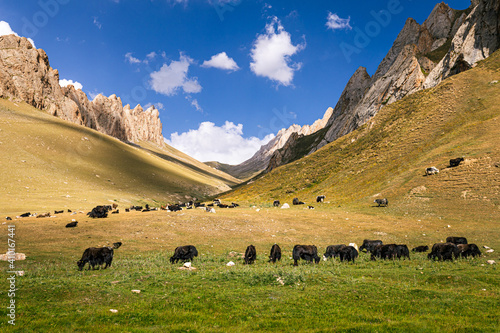 Yak grazing near Tash Rabat, Kyrgyzstan photo