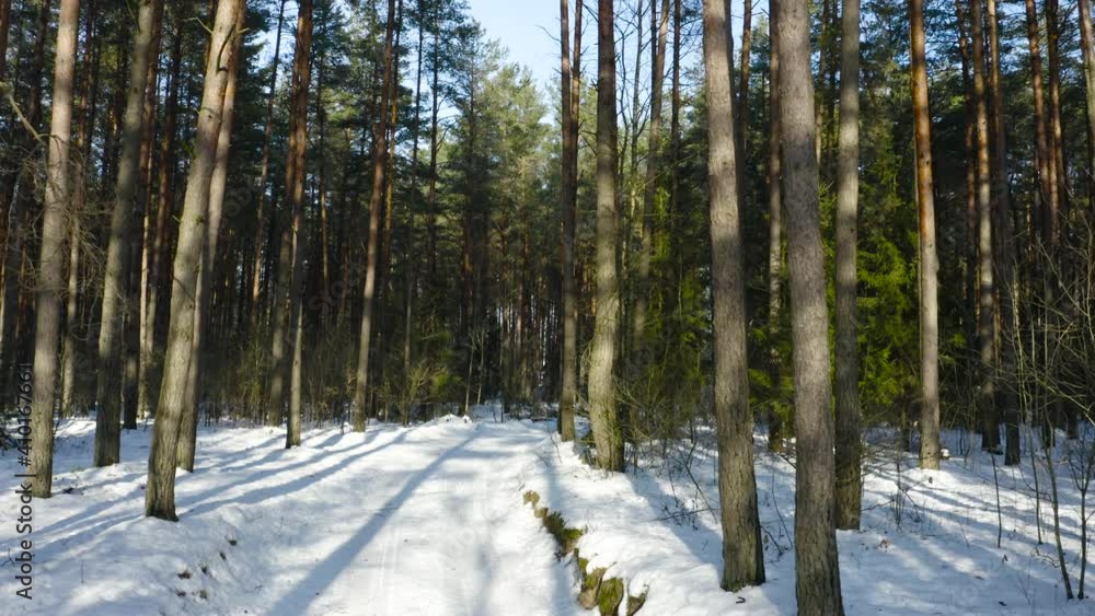 Drone shot flying on winter pine tree forest. Slow flight in forest on winter season. A beautiful winter landscape. Drone shot flying on winter pine tree forest. Slow flight in forest on winter season. A beautiful winter landscape.