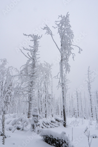 Spruce Tree foggy Forest Covered by Snow in Winter Landscape in beskydy czech