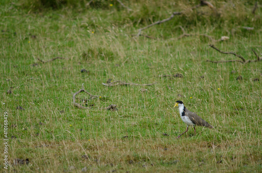 Fototapeta premium Spur-winged plover Vanellus miles novaehollandiae. Hoopers Inlet. Otago Peninsula. Otago. South Island. New Zealand.