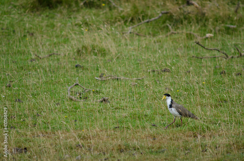 Wallpaper Mural Spur-winged plover Vanellus miles novaehollandiae. Hoopers Inlet. Otago Peninsula. Otago. South Island. New Zealand. Torontodigital.ca