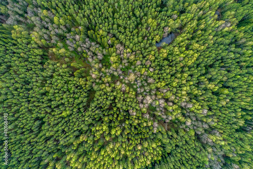 the texture of the green forest, the view from the top. Spring season, European Russia