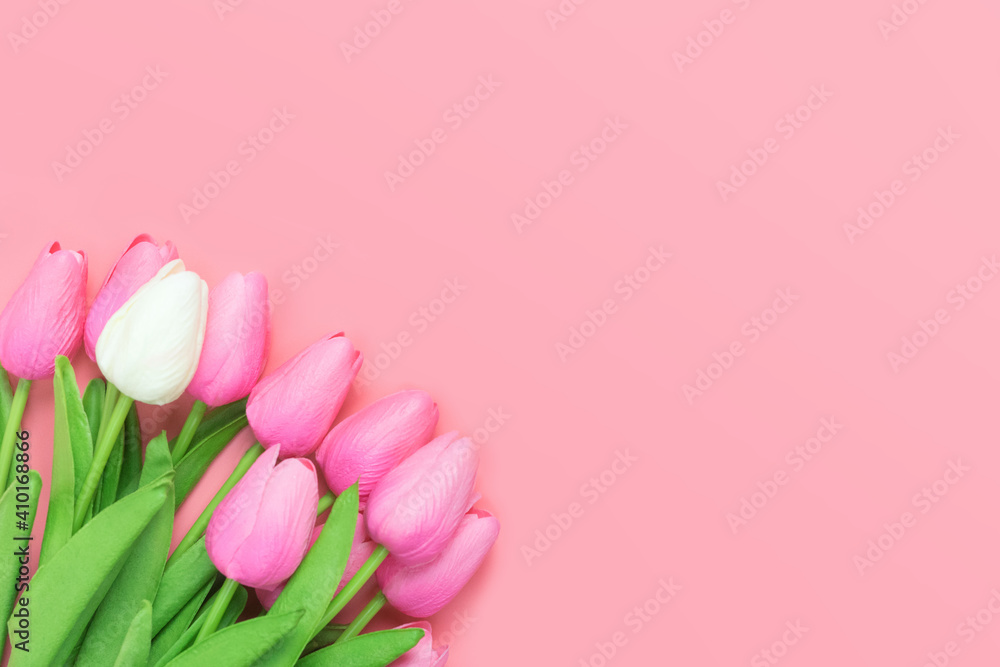 Spring flowers bunch of pink and white tulips on the pink background with free space for text. Mother's day or women's day composition.