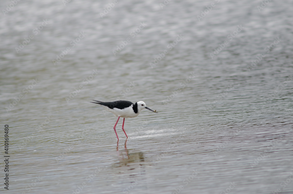 Pied stilt Himantopus leucocephalus catching a tunnelling mud crab Austrohelice crassa. Hoopers Inlet. Otago Peninsula. South Island. New Zealand. Pied stilt Himantopus leucocephalus catching a tunnelling mud crab Austrohelice crassa. Hoopers Inlet. Otago Peninsula. South Island. New Zealand.