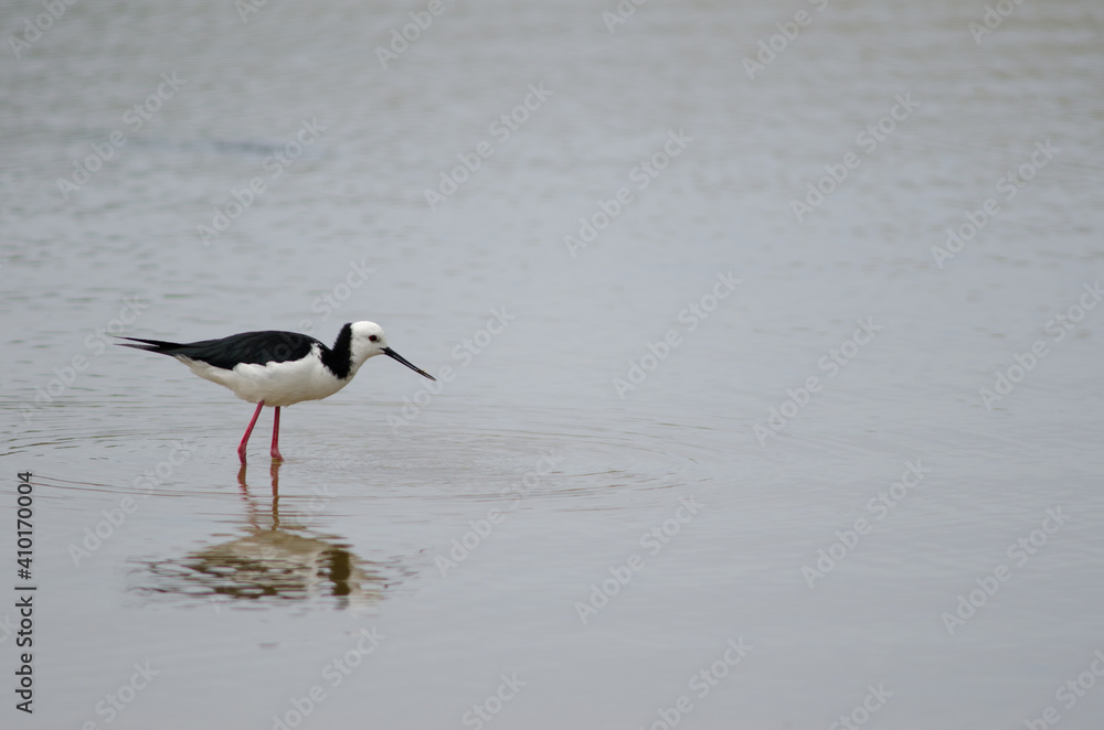Pied stilt Himantopus leucocephalus with a tunnelling mud crab Austrohelice crassa. Hoopers Inlet. Otago Peninsula. Otago. South Island. New Zealand. Pied stilt Himantopus leucocephalus with a tunnelling mud crab Austrohelice crassa. Hoopers Inlet. Otago Peninsula. Otago. South Island. New Zealand.