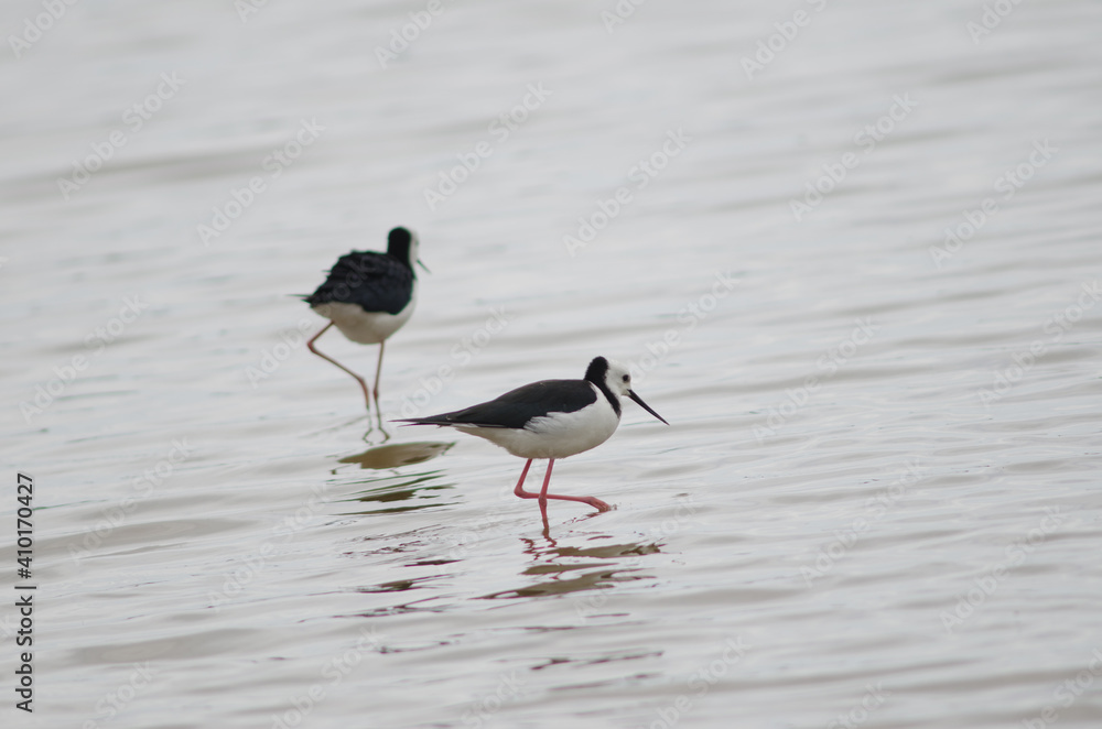 Obraz premium Pied stilts Himantopus leucocephalus. Hoopers Inlet. Otago Peninsula. Otago. South Island. New Zealand.