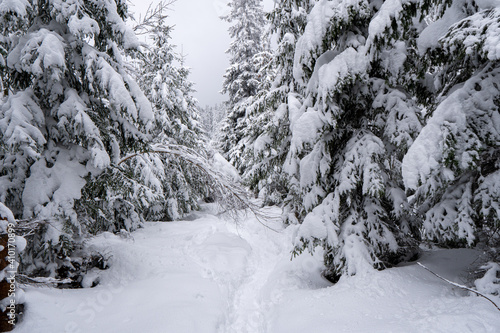 Spruce Tree foggy Forest Covered by Snow in Winter Landscape in beskydy czech