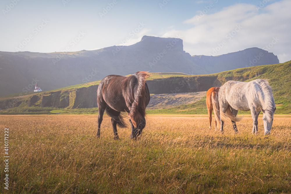 Grazing Icelandic horses with Reyniskirkja Church and the village of Vik in the background on a beautiful summer afternoon.