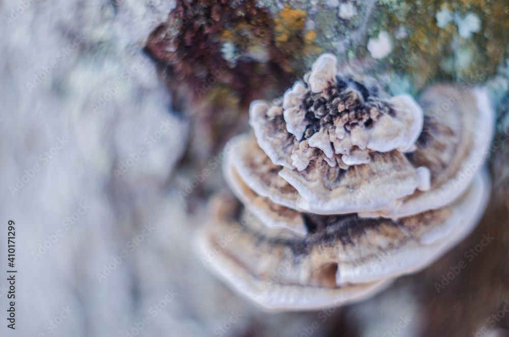 Mushrooms parasites grow on the tree. Versicolor mushroom. Mushrooms parasites grow on the tree. Versicolor mushroom.