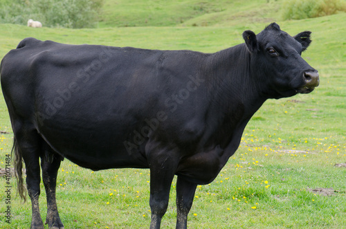 Cow Bos primigenius taurus. Otago Peninsula. Otago. South Island. New Zealand.