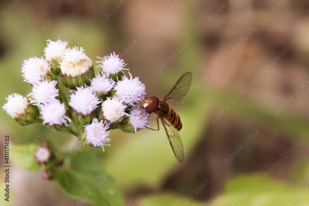 This is a honey bee sitting on flowers This is a honey bee sitting on flowers