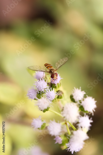 This is a honey bee sitting on flowers © Mangala