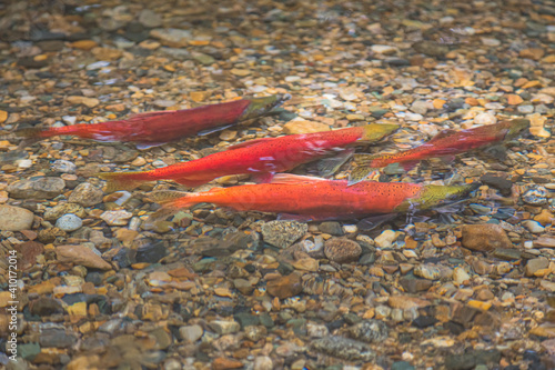 Bild auf Leinwand Kokanee salmon (Oncorhynchus nerka) swimming up spawning channel Meadow Creek in Kokanee Creek Provincial Park outside of Nelson, B