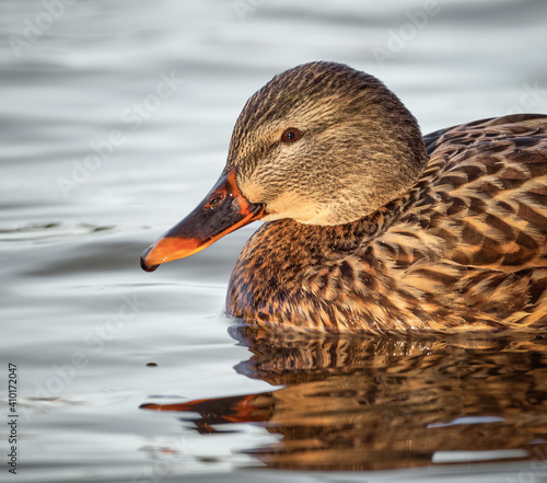 Mallard Duck Female on River