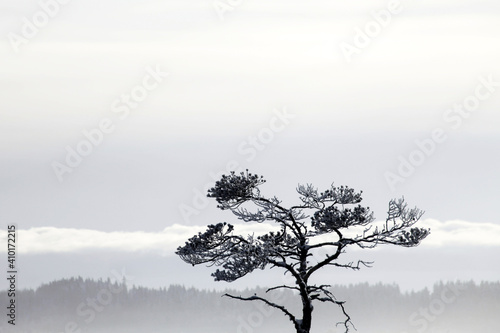 Snowy pine tree at national park of Torronsuo in Tammela, Finland.  photo