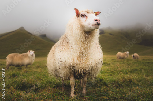 Proud looking Icelandic sheep (Ovis aries) stands tall for the camera in a rural setting near Vik, Iceland.
