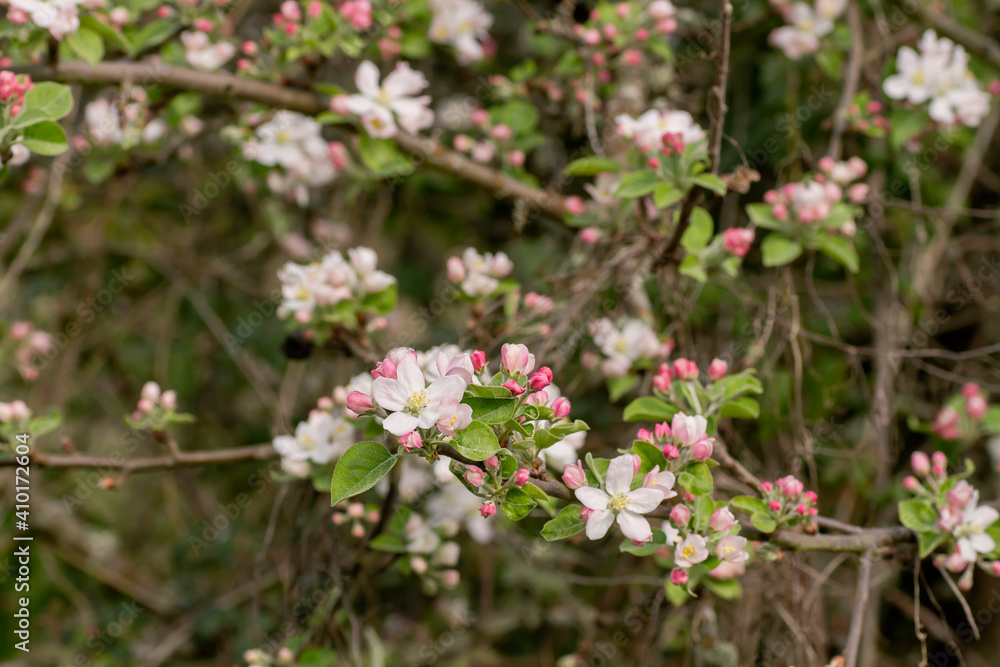 Blossoming apple tree Blossoming apple tree