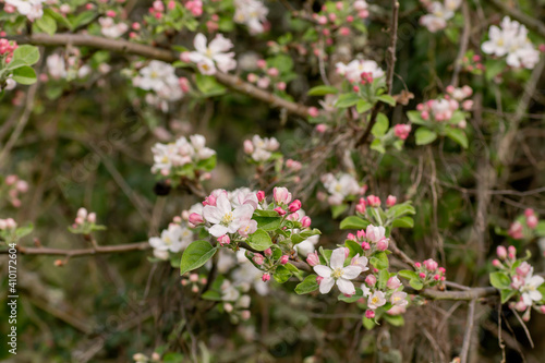 Blossoming apple tree © Azahara MarcosDeLeon