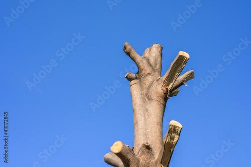 A large tree was cut off the branches and leaves standing alone against the sunlight with clear blue sky background.