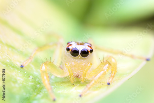 Close up image of jumping spider. macro mode close up shot animal and insect. © Meaw_stocker