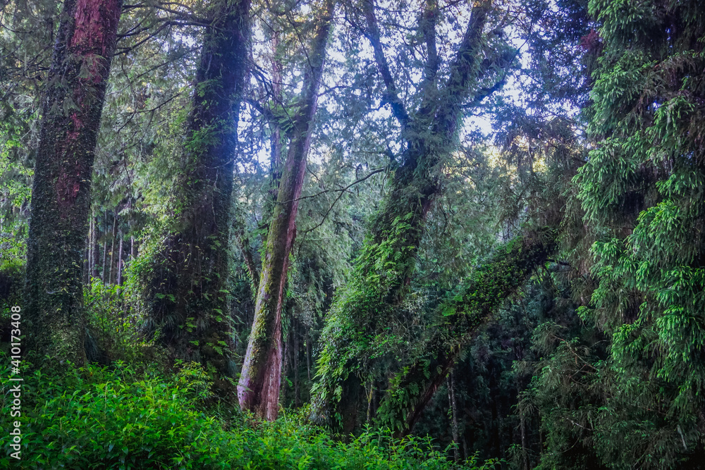 Fototapeta premium Mystical forest in Alishan natural park