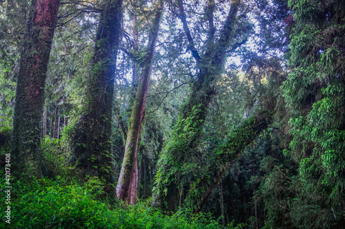 Mystical forest in Alishan natural park