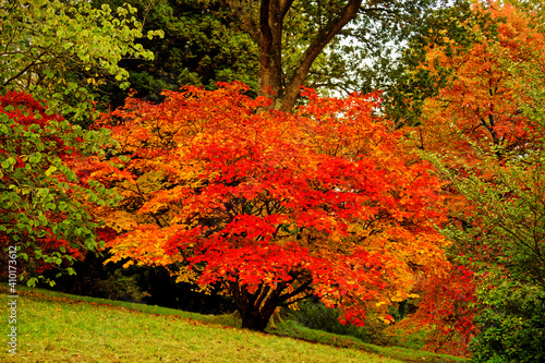 Autumn Colors, West Sussex, UK