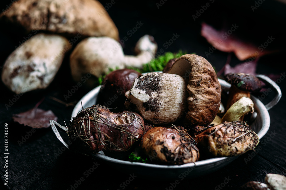 Fresh forest mushrooms on the table. White mushroom, butter dish Fresh forest mushrooms on the table. White mushroom, butter dish