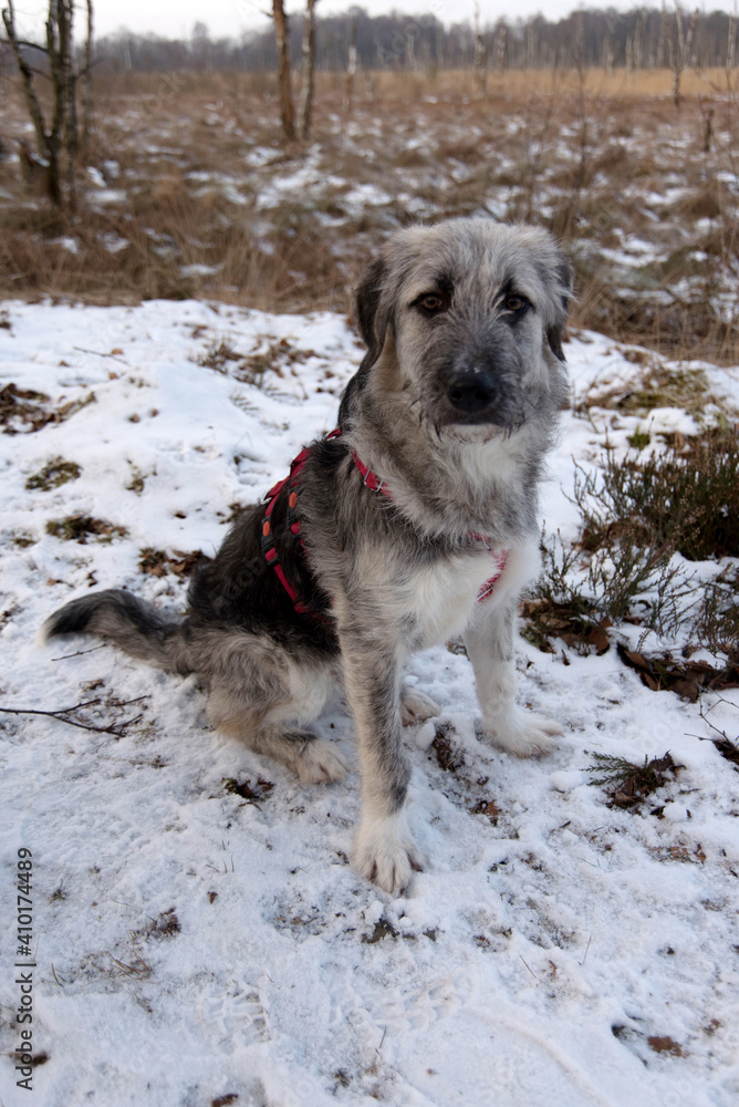 Naklejka premium Young Romanian crossbreed dog - Ciobanesc Romanesc Carpatin crossbreed