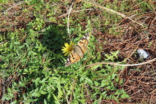 butterfly on leaf