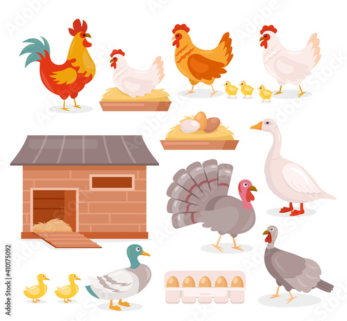 Chicken in farm barn henhouse isolated set, hen sitting on eggs, turkey, goose and duck