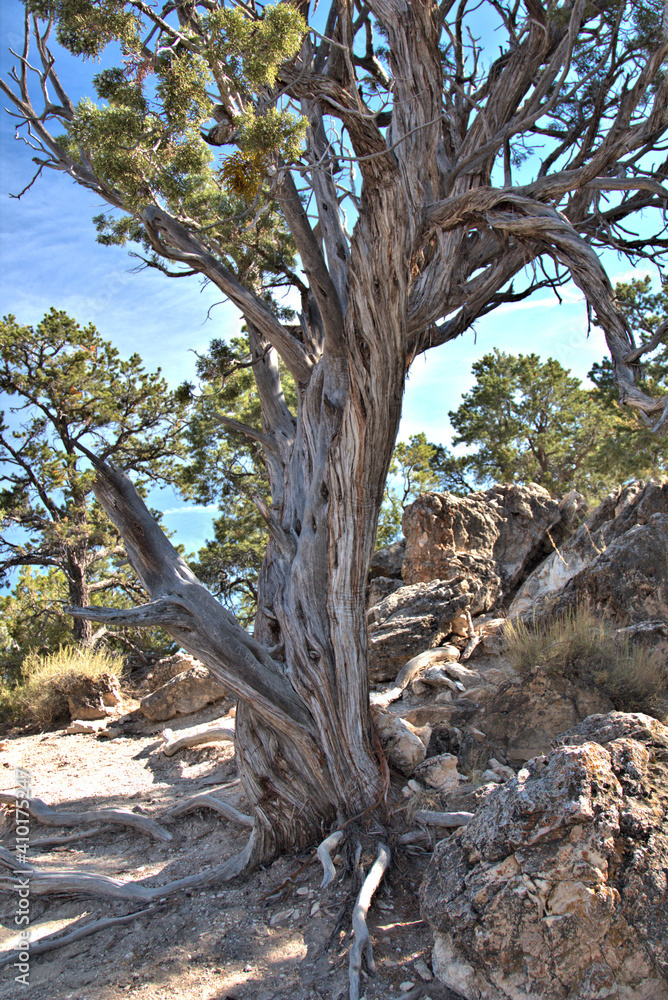 Some of the 19 tree species in the Grand Canyon include the ponderosa pine, Utah juniper, alligator juniper, Colorado pinyon.