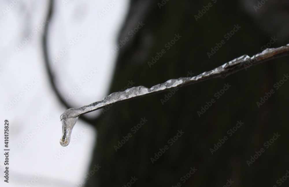 Raindrops froze on thin tree branches and turned into an ice crust
Raindrops froze on thin tree branches and turned into an ice crust