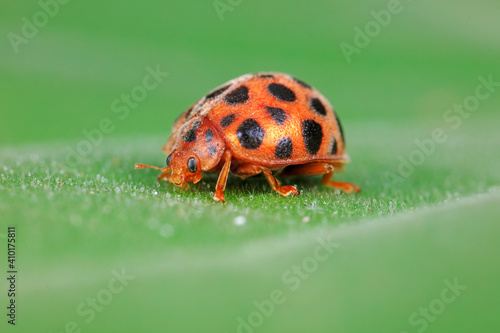 Ladybugs live on wild plants in North China