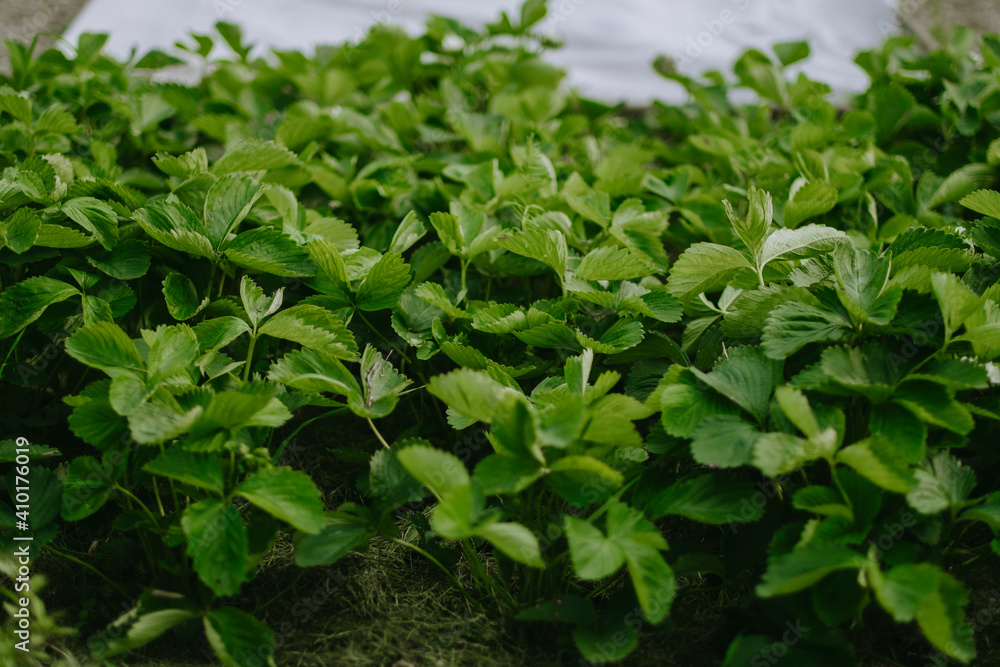 growing in the garden of unripe strawberries, green leaves, farming, growing berries, organic food growing in the garden of unripe strawberries, green leaves, farming, growing berries, organic food