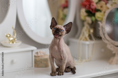 kitten devon rex sits on the pier glass and meows photo