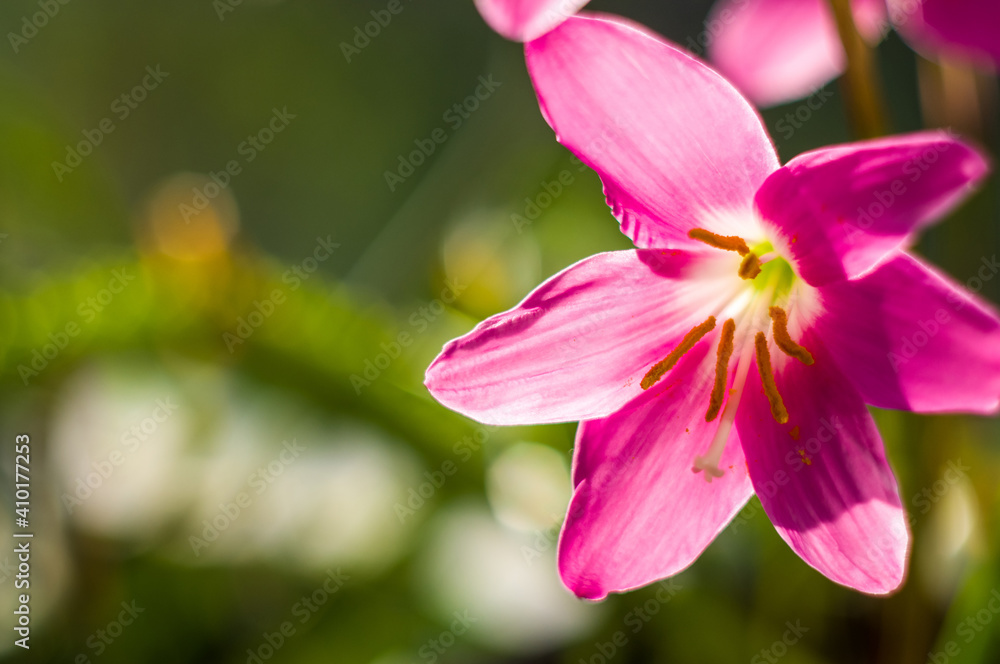 decorative pink flower rain lily Zephyranthes grandiflora on blurred background closeup, decorative pink flower rain lily Zephyranthes grandiflora on blurred background closeup,