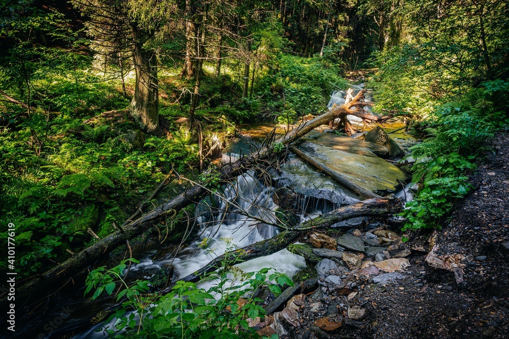 the river in the forest
