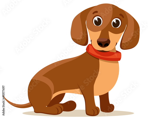 Dachshund brown with a collar sits. Character