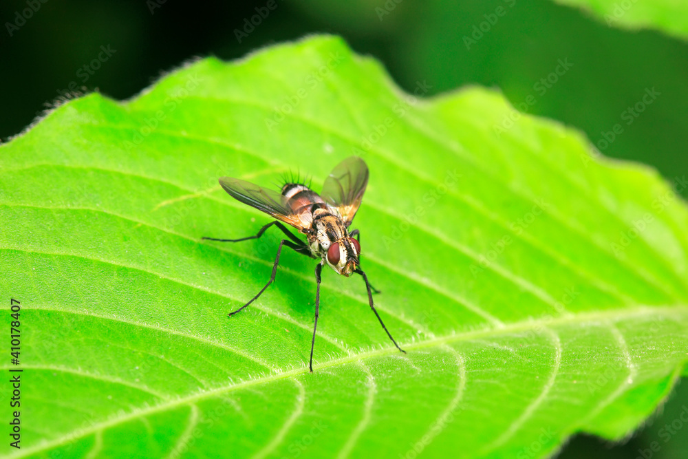 Naklejka premium Host flies live on wild plants, North China