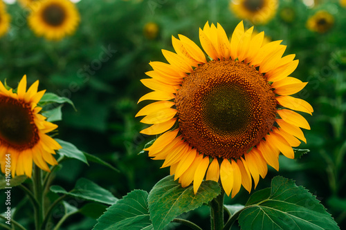 Sunflower field. Blooming sunflower close up