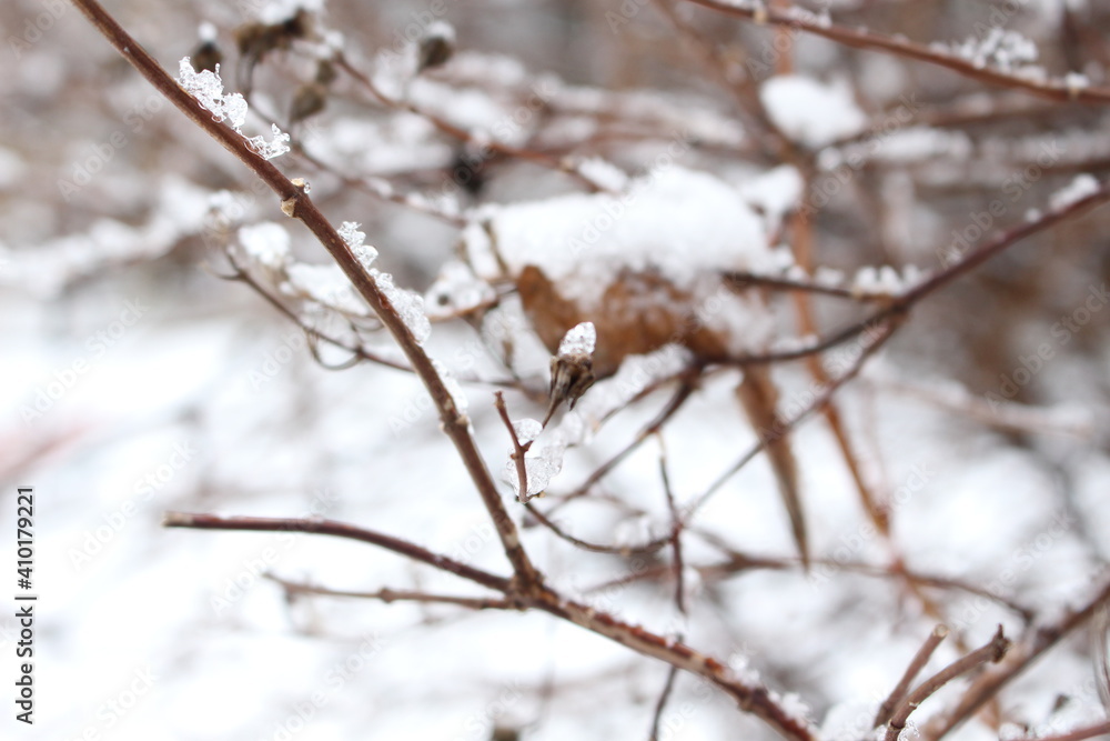 Droplets and icicles of bizarre shapes froze on thin branches of trees after a winter rain
Droplets and icicles of bizarre shapes froze on thin branches of trees after a winter rain