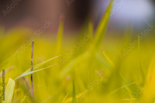 Green paddy field in summer © Bipul